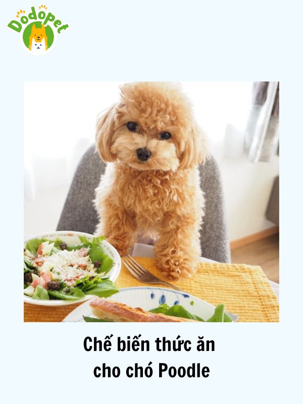 Các-loại-thức-ăn-cho-chó-Poodle-dinh-dưỡng-có-chất-lượng-tốt-3