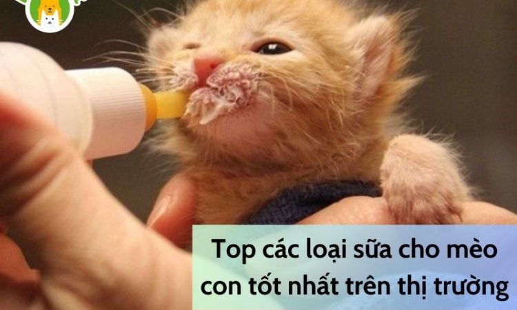 Top-các-loại-sữa-cho-mèo-con-tốt-nhất-trên-thị-trường-1