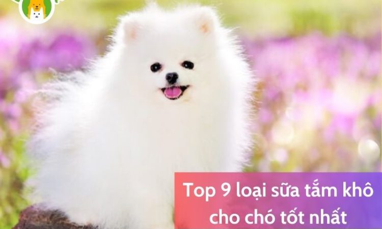 Top-9-loại-sữa-tắm-khô-cho-chó-tốt-nhất-1