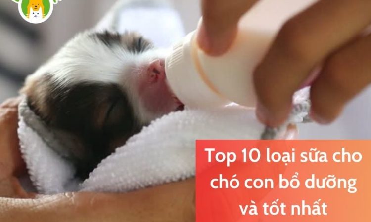 Top 10 loại sữa cho chó con bổ dưỡng, tốt nhất