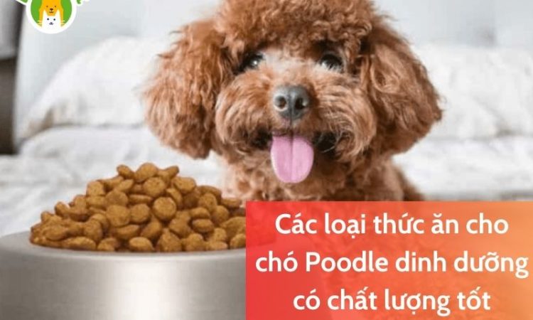 Các loại thức ăn cho chó Poodle dinh dưỡng có chất lượng tốt