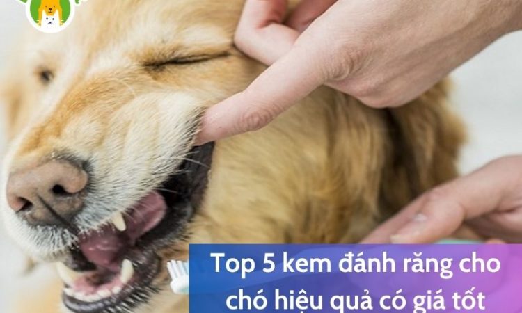 Top 5 kem đánh răng cho chó hiệu quả có giá tốt