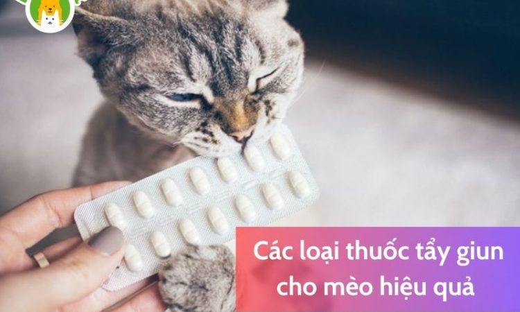 Các loại thuốc tẩy giun cho mèo hiệu quả